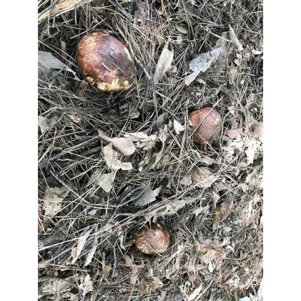 長野市収穫　松茸　約1kg（8～15本） | 松茸