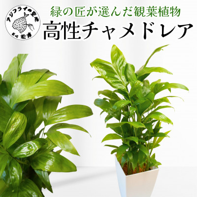 緑の匠が選んだ観葉植物　素敵な空間づくりに　高性チャメドレア【配送不可地域：離島・沖縄】【1265758】