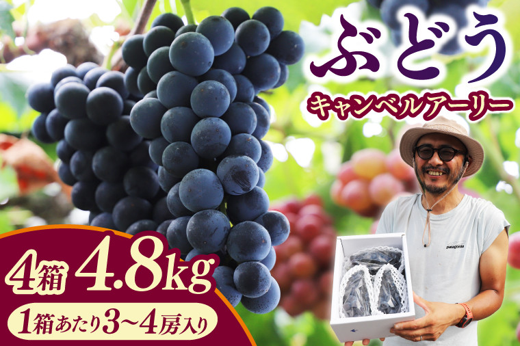 
                  ＼数量限定 9月発送予定／ ぶどう キャンベルアーリー 約4.8kg 4箱 (1箱あたり：3~4房入り) (EK004)
                