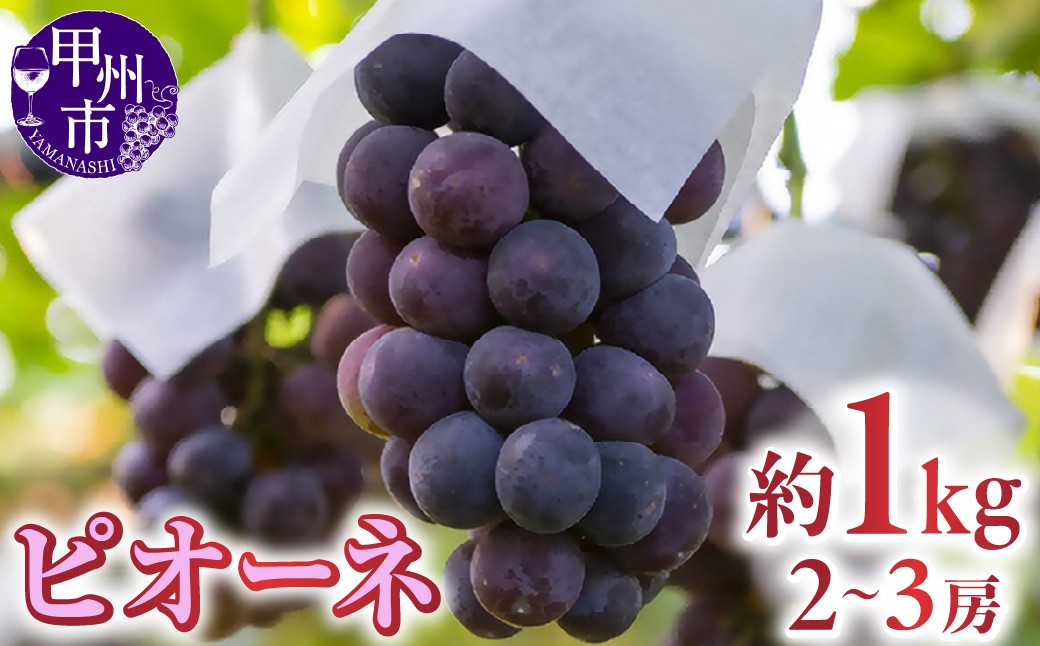 
                  甲州市勝沼産 ピオーネ 約1kg（2～3房）【2027年発送】（AZY）B-829【ピオーネ ぶどう 葡萄 ブドウ 令和9年発送 山梨県産 甲州市 フルーツ 果物】
                