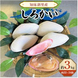 知床斜里産　しろかい(約32～34枚)約3kg【配送不可地域：離島・沖縄県】