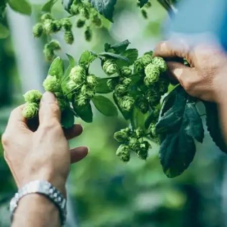 クラフトビール GOOD HOPS 青空ホップス ペールエール 6本セット 缶ビール【配送不可地域：離島】【1710100】