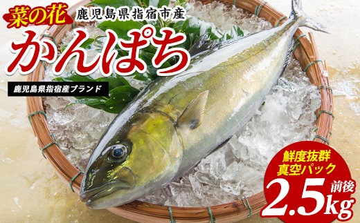 
                  【鮮魚】指宿産 菜の花かんぱち1尾(指宿山川水産/IB035-001)
                