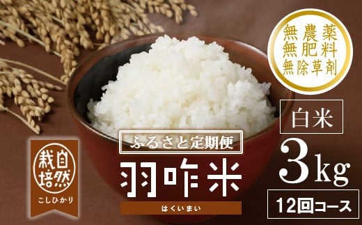 先行予約 定期便 新米 数量限定 令和7年産 新米 3kg × 12回 計 36kg 白米 コシヒカリ 羽咋米 自然栽培米 精米 農薬不使用 羽咋 米 能登 こしひかり こだわり 石川県産 環境 こめ コメ お米 2025年産 おこめ R7 ご飯 ごはん 送料無料 数量 限定 ギフト 新米 予約 ふるさと納税 能登 石川 羽咋 はくい