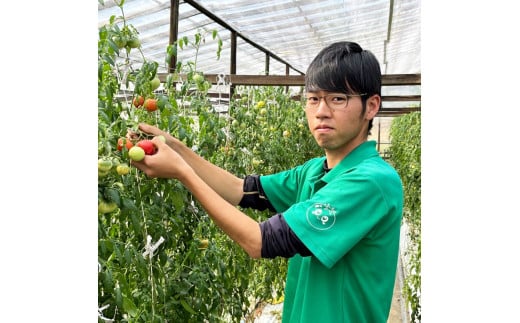 ＜先行予約＞ 糖度9度以上 フルーツトマト しんちゃんトマ