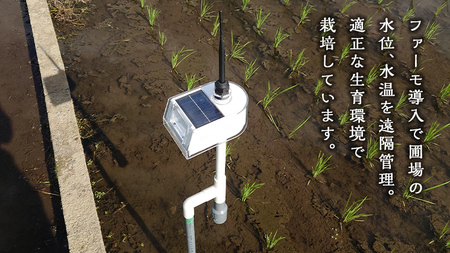 令和7年産 茨城県産 新米 ミルキークイーン 10kg 玄米 米 こめ コメ 農家 直送 こだわり お米 おこめ 茨城 [BG011ya]