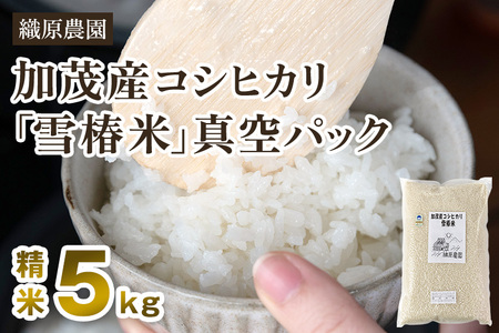 【令和7年産新米】新潟産コシヒカリ「雪椿米」特別栽培米 精米5kg《順次出荷》 白米真空パック 従来品種コシヒカリ 加茂市 織原農園