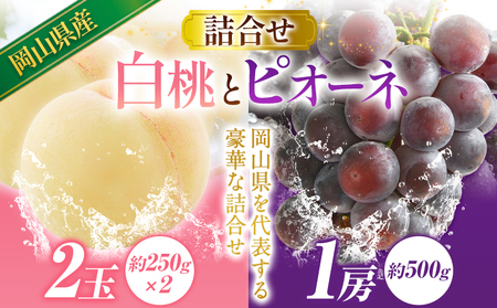 令和7年産先行受付 A-109b  岡山産白桃とピオーネの詰合せ《2025年7月上旬-8月上旬頃出荷》｜桃ももピオーネぶどう葡萄