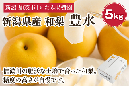 【2026年先行予約】【厳選】新潟県産 和梨 豊水 5kg（10〜18玉）《9月上旬以降発送》 和梨 なし ナシ 果物 ほうすい フルーツ 加茂市 いたみ果樹園
