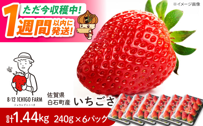 【スピード発送】いちごさん 240g×6パック 【8/12ICHIGOFARM】 [IBR007]