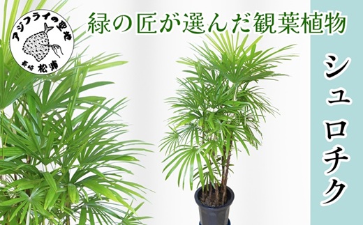 緑の匠が選んだ観葉植物 素敵な空間づくりに シュロチク( シュロチク 観葉植物 インテリア 植物 新築祝い 贈り物 開店祝い 引っ越し祝い 送料無料 )【E7-003】