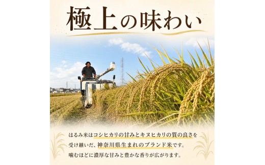 米 はるみ 5kg 【 令和8年産 】 白米 お米 新米 数量 限定 はるみ ごはん こめ コメ はくまい 令和8年産米 精米 ブランド米 日用品 農家直送 飯島ファーム R8年産プレゼント お取り寄