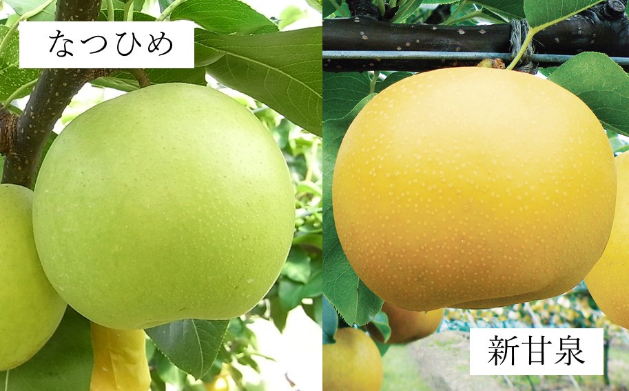 写真はイメージです。実際の大きさとは異なります。