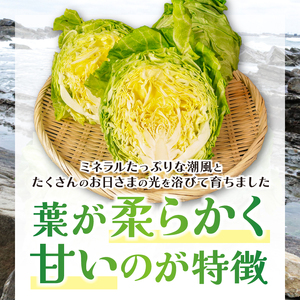 【先行予約】 春キャベツ 8玉  キャベツ キャベツ キャベツ キャベツ キャベツ 小野商店
