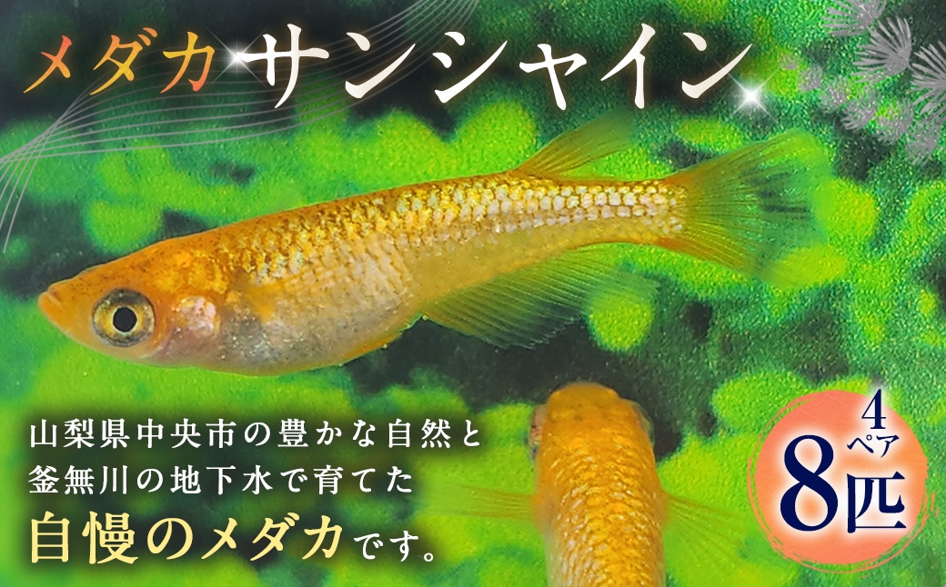 
                  メダカ 【 サンシャイン 】 4ペア 8匹 めだか 観賞魚 魚 さかな インテリア 鑑賞 育成 飼育 淡水魚 川魚 生き物 生物 初心者 愛好家
                