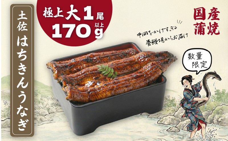 
                  限定 国産 鰻 土佐はちきん うなぎ 大 蒲焼き 170g以上 × 1尾 | ウナギ かば焼き きざみ ひつまぶし めす 蒲焼 上 特上 大 特大 超特大 柔らか 極太 極上 贈答 限定 こだわり ギフト 冷凍 高知県 南国市
                