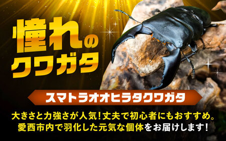 【一部配送不可地域あり】 スマトラオオヒラタクワガタ成虫ペア（オスサイズ70mm〜90mm）飼育セット付き 愛西市 / 艶麗[AEDD003]