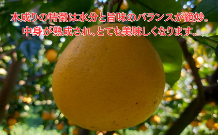 訳あり FN-SupportProject 増量 年末企画 愛南ゴールド ( 河内晩柑 ) 8kg 9000円  かわちばんかん ミカン わけあり 家庭用 愛媛県 愛南町 愛なんよ