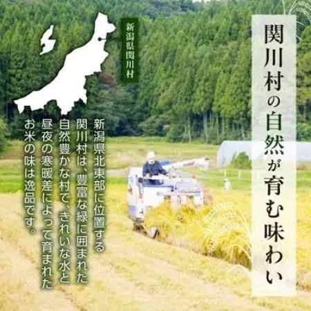 【毎月定期便】関川村産コシヒカリ精米5kg 丁寧に育てた贅沢米 [山口ファーム]全12回【4091715】