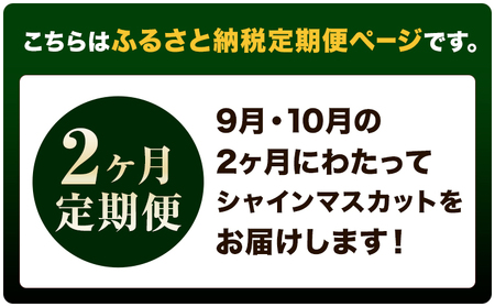 【先行予約】【2ヶ月定期便】ぶどう シャインマスカット 赤秀 プレミアム 晴王 1.2kg 2房 ハレノフルーツ(アストライ)《9月上旬-10月末頃出荷》岡山県 浅口市 送料無料 フルーツ 果物 マス