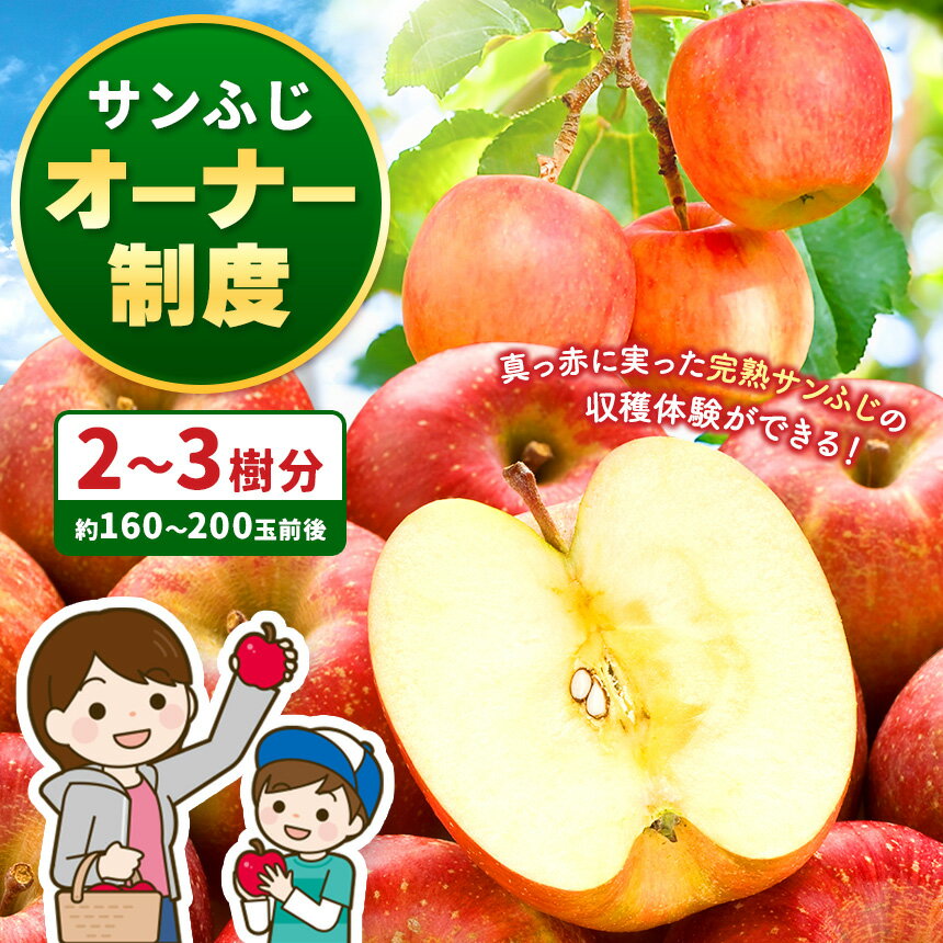 【ふるさと納税】真っ赤々。たわわに実るサンふじ一区画、もぎ取ってお持ち帰り。サンふじオーナー制度　（最大2時間）| 林檎 りんご リンゴ サンふじ さんふじ 信州産 収穫 収穫体験