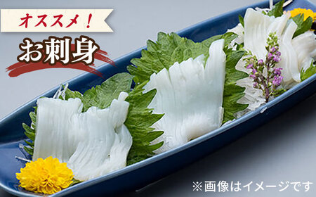 剣先イカ 5本 セット【丸徳水産】《対馬市》鮮度抜群 新鮮 ケンサキイカ シロイカ 下処理済 刺身 BBQ 惣菜 天ぷら フライ 海鮮[WAE011] コダワリイカ・いか こだわりイカ・いか おすすめ