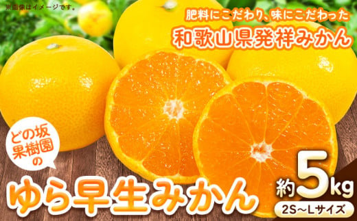 みかん ＜2025年出荷先行予約＞ ゆら早生みかん 5kg (2S～Lサイズ) どの坂果樹園《2025年10月中旬-12月上旬頃出荷予定》 和歌山県 日高川町 ふるさと納税 みかん ふるさと納税  ゆら早生 旬 柑橘 フルーツ 果物