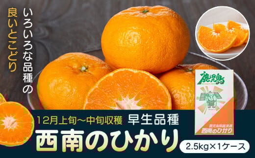 P18001 ＜先行予約受付中！2025年12月より収穫ができ次第順次発送予定＞肝付町産西南のひかり(2.5kg×1ケース) 鹿児島 国産 蜜柑 ミカン 柑橘 かんきつ フルーツ 果物 ギフト お歳暮【JA鹿児島きもつき高山支所】