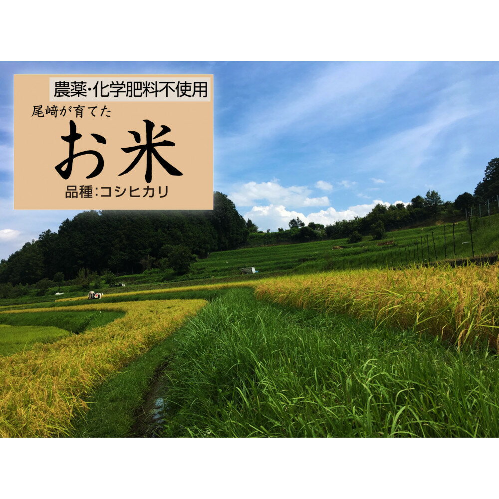 【ふるさと納税】栽培期間中農薬・化学肥料不使用 白米粒が光る棚田米 滋賀県大津産 玄米10kg