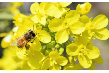 No.057 【木村養蜂】日本蜂蜜