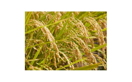 ＜発送月固定定期便＞はえぬき　精米　5kg　全6回【4090388】