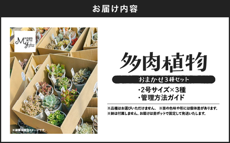 おまかせ 多肉植物 アソート 【 3種 】 KN169-002-01 植物 インテリア MYplus ふるさと納税 鹿児島 鹿屋市 おすすめ ランキング プレゼント ギフト