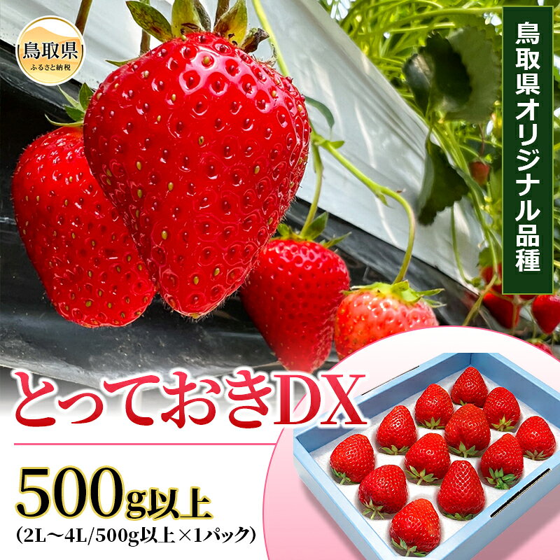 【ふるさと納税】鳥取産　いちご「とっておきDX」500g以上　鳥取県オリジナル品種　限定ブランド　とみハウス【期間・数量限定】_T2600525