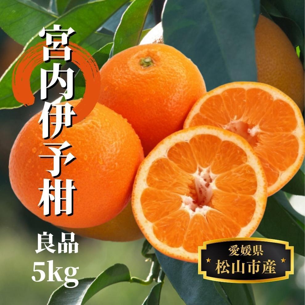 【ふるさと納税】宮内伊予柑 良品 約5kg ＜2026年2月から3月中旬頃発送＞ | 愛媛 みかん 先行予約 蜜柑 柑橘 果物 くだもの フルーツ お取り寄せ グルメ 期間限定 数量限定 人気 おすすめ 愛媛県 松山市