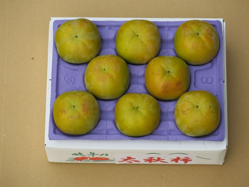 【ふるさと納税】【先行予約】【令和8年産】大野農園の太秋柿 約1.8kg (8個入) L・Mサイズ 10月上旬〜10月下旬発送予定[mt2243]｜柿 ギフト 太秋 太秋柿 たいしゅう フルーツ カキ 果物 くだもの 岐阜県 本巣市 8000円