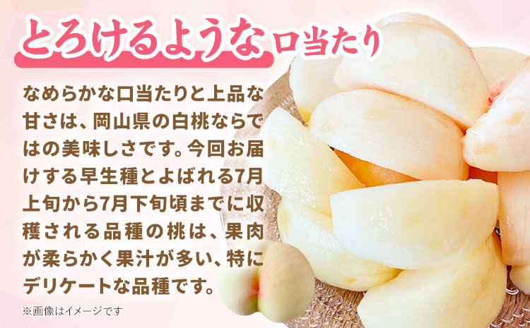 【先行予約】岡山県産 白桃 3玉（約800g） クール便 晴れの国 おかやま館(フルーツランド岡山) 《7月中旬-7月下旬頃出荷》岡山県 浅口市 白桃 桃【配送不可地域あり】（離島）---124_c2