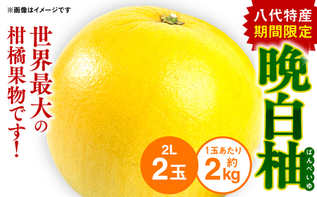 【先行予約】熊本県八代市産 晩白柚 （ばんぺいゆ） 2Lサイズ(約2kg)×2玉 柑橘 【2026年12月上旬より順次発送】