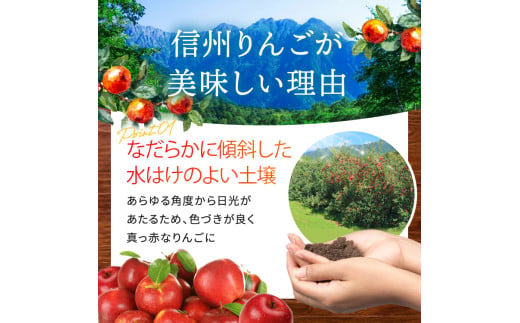 長野県産 りんご 秋映 約5kg 【2026年9月下旬～発送】