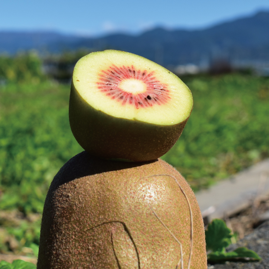 山梨県産　レッドキウイ　800ｇ