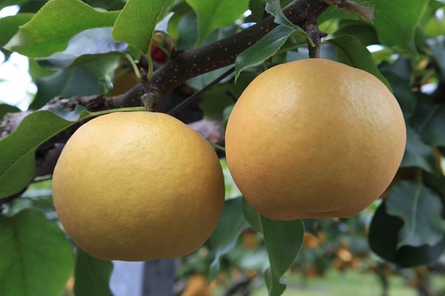 
            【先行予約】数量限定 鳥取県産梨 新興（しんこう） 5kg（10～12玉）
          