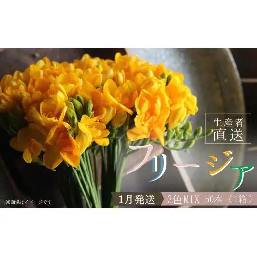 【先行予約】2027年1月発送：香り華やぐ フリージア 3色セット　50本 生産者直送 直送 生花 切り花 花 はな 春 先行予約 予約 茨城県 利根町