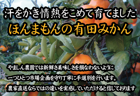 【訳あり】農家直送 有田みかん 約10kg ご家庭用 サイズ混合 ※2025年11月中旬から2026年1月中旬までに順次発送予定※北海道・沖縄・離島への配送不可 みかん ミカン 果物 フルーツ 和歌山