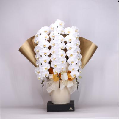 ふるさと納税 有田市 【2026年4月以降配送】　フォアスPREMIUM3本立ち48リン以上　白