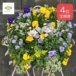 【年4回定期便】 花 ハンギング バスケット 花苗 植物 ガーデニング おまかせ 寄植え 季節 花 プレゼント インテリア フラワー 定期便 頒布会
