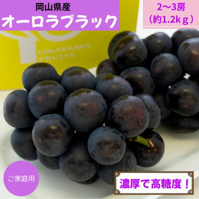 【ふるさと納税】【2026年発送】ご家庭用　岡山県産オーロラブラック(クール便)　約1.2kg(2～3房)_ オーロラブラック ぶどう 葡萄 1.2kg 2房 3房 家庭用 自宅用 黒ぶどう 甘い 果物 くだもの フルーツ 岡山県 津山市 産地直送 送料無料 【配送不可地域：離島】【1614325】