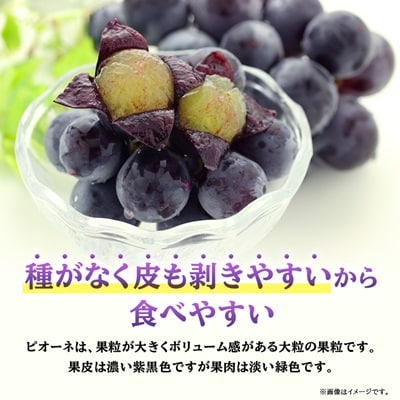 ピオーネ 約550g×3房 山梨市産 「ピオーネ(種なし)」 詰め合わせ【配送不可地域:離島・沖縄県】