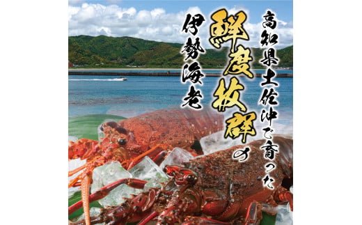 11月直送便 土佐獲れ 活伊勢海老 約700g（２尾～４尾） 天然 