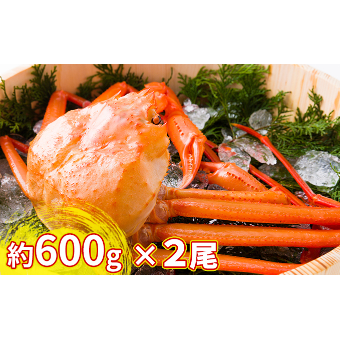 【おすすめ】紅ズワイガニ約600g×2尾【棚辺水産】