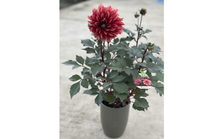 ダリア（チョコレートダリア）3色セット【農家直送】 | 植物 お花 花 鉢 鉢花 花鉢 フラワー ギフトプレゼント 贈り物 珍しい 育てやすい かわいい 可愛い キレイ おしゃれ オシャレ シック 送