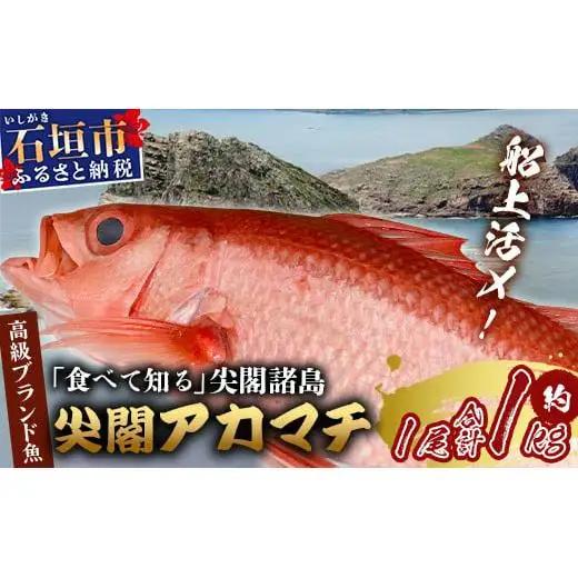 【予約受付】高級ブランド魚 尖閣赤マチ 1尾 約1kg 下処理済　 GK-3
